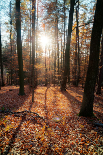 Rückersbach
