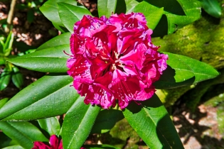 Wolfsgarten (Langen)