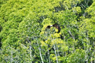 Animals_102