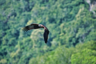Animals_104