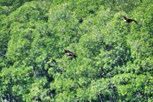 Animals_110