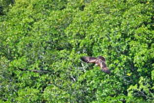 Animals_111