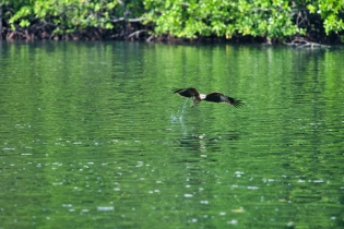 Animals_112