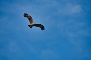 Animals_114