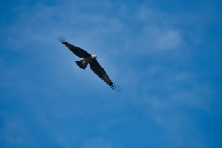 Animals_115