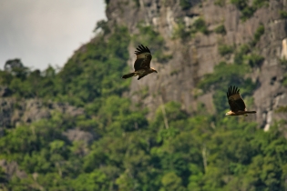Animals_116