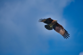 Animals_117