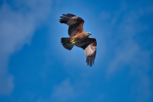 Animals_118