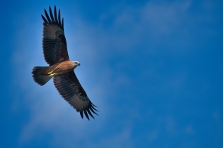 Animals_119