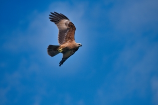 Animals_120