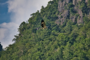 Animals_126