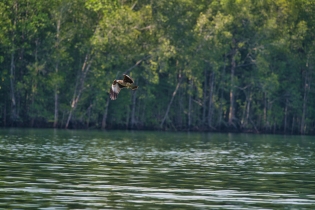 Animals_127