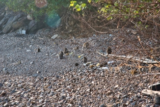 Animals_12