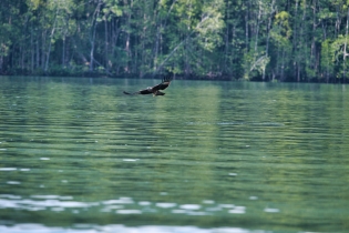 Animals_130