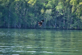 Animals_131
