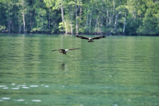 Animals_132