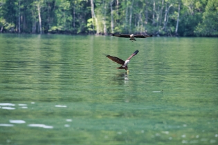 Animals_133