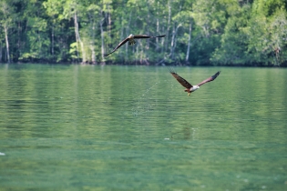 Animals_135