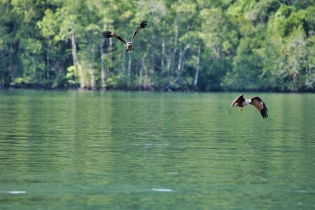 Animals_136