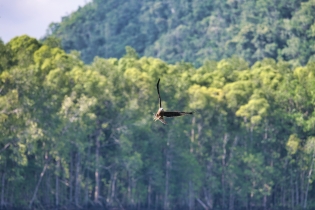 Animals_139