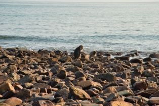 Animals_13