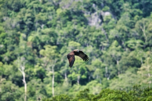 Animals_146
