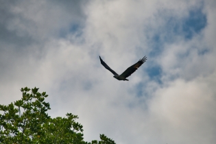 Animals_147