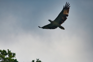 Animals_149