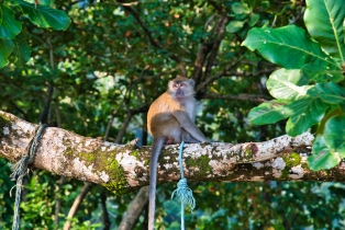 Animals_14