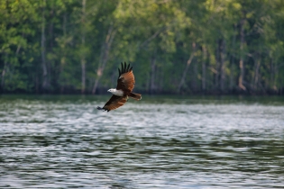 Animals_152