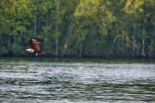 Animals_153