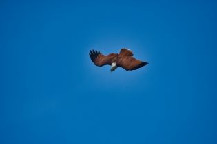 Animals_157