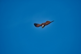 Animals_158