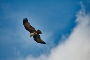 Animals_161