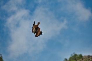 Animals_162