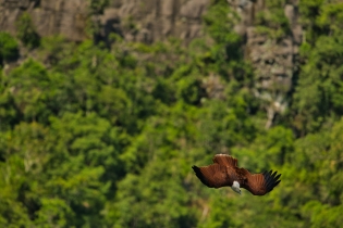 Animals_164