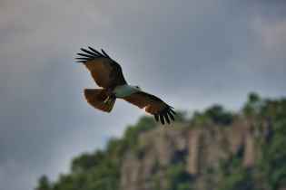 Animals_167
