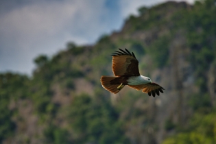 Animals_169