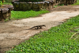Animals_16