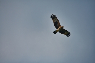 Animals_170