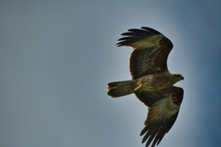 Animals_173