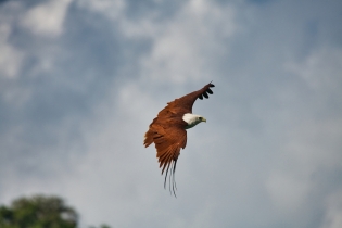 Animals_174