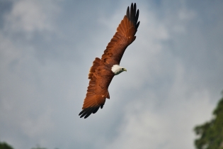 Animals_175
