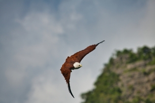 Animals_176