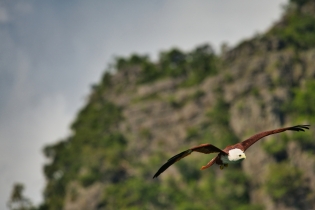 Animals_177