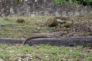 Animals_17