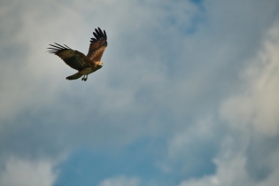 Animals_180
