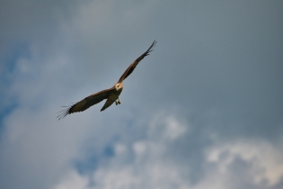 Animals_181