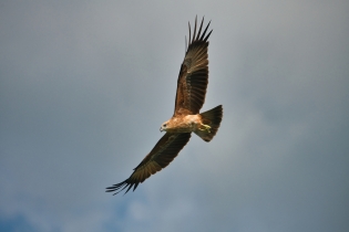 Animals_182