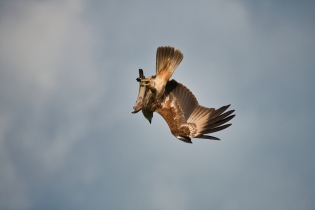 Animals_183